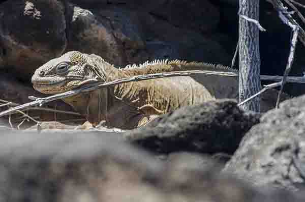Iguana terrestre de Santa Fé - isla Santa Fé - islas Galápagos - Ecuador 10.jpg